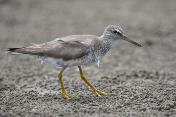 キアシシギ(Grey-tailed Tattler)