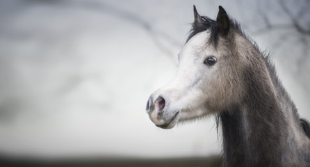 Portrait of a arabian horse head with a white muzzle at outdoor nature background, banner