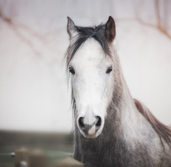 Fototapeta na wymiar Portrait of a horse head with a white muzzle at outdoor nature background