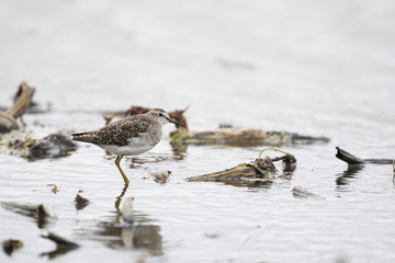 タカブシギ(Wood Sandpiper)