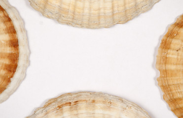 Sea shell frame border background. Top view.
