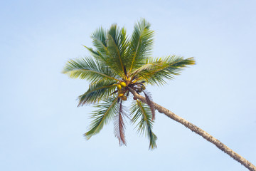 palm on sky