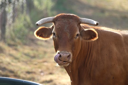 troupeau de vaches Aubrac en Aveyron
