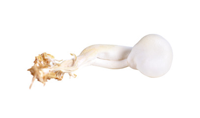 muchrooms isolated on white background