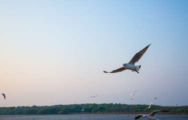 Fototapeta na wymiar Seagulls flying on the sea.