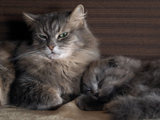 Big cat guarding the dream of a small kitten. Kitten fast asleep