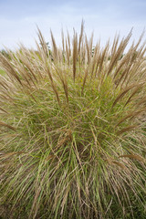 Chinaschilf, (Miscanthus sinensis), Nordrhein-Westfalen, Deutschland, Europa