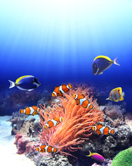 Fototapeta na wymiar Underwater scene with tropical fish