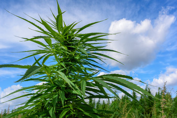 Marijuana and blue sky