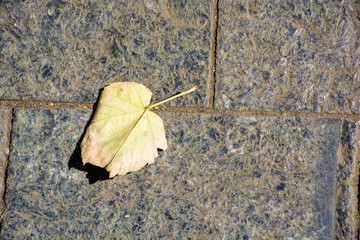 paving stone background relief texture. yellow leaf. autumn. falling leaves