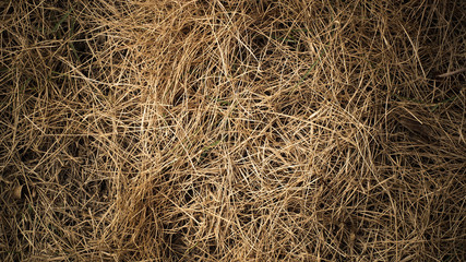dry grass texture