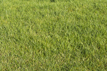 Fresh green grass on the lawn
