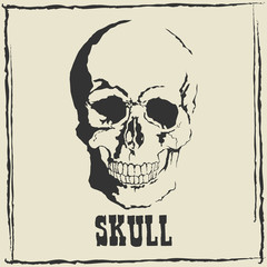Vector skull. Grey background.
