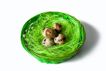 Obraz premium Quail eggs in the nest