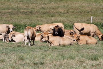 troupeau de vaches Aubrac en Aveyron