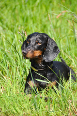 Dachshund dog hunting in the grass