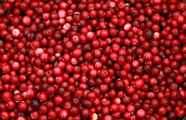 cranberry