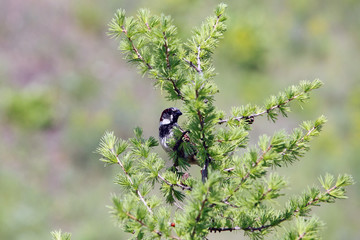 Sparrow on a branch