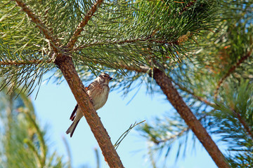 Fototapeta premium oriole bird