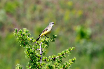 Oriole on a branch of larch