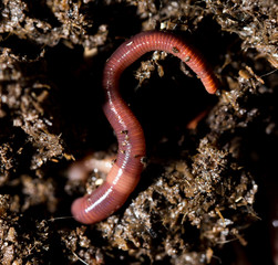 red worm manure. macro