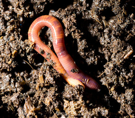 red worm manure. macro