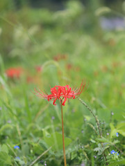 ヒガンバナの赤い花