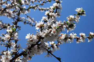 apple tree branch in bloom
