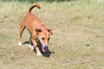 Cross breed dog being walked in park