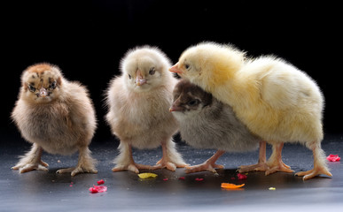 Small fluffy chickens