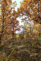 Fototapeta premium forest road