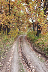 Fototapeta premium forest road