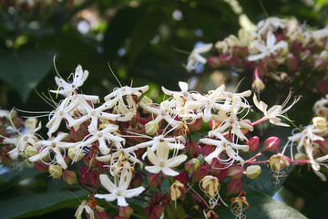 Clerodendrum trichotomum . Albero dai fiori bianchi e bacche blu. Clerodendro
