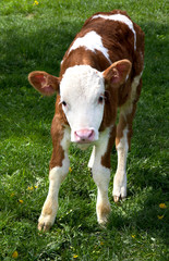 Calf on meadow
