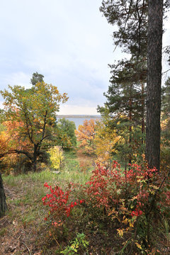 autumn in the mixed forest