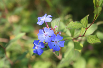 Plumbago blu.Ceratostigma Wilmottiana. cespuglio dai fiori blu