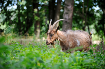 Goat in meadow. Goat herd