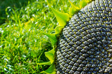 close up of the seeds in sunflower.