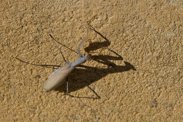  Mantis Religiosa de Color Ocre en Pared