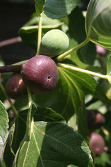 fichi viola maturi su ramo
