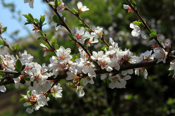 apple blossoms
