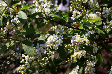 blooming bird cherry