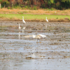 Little egret (Egretta garzetta)