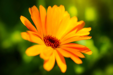 Calendula