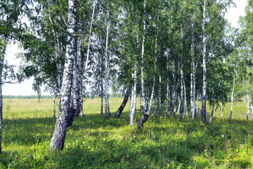 birch grove in the Urals