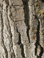 Cortezas de árboles. 