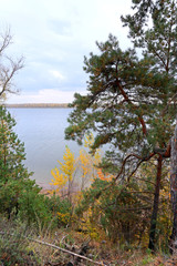 Obraz premium autumn in the mixed forest