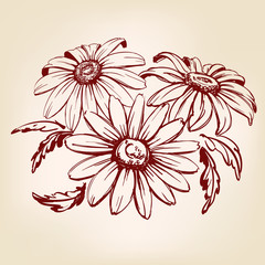 daisy hand drawn vector llustration sketch