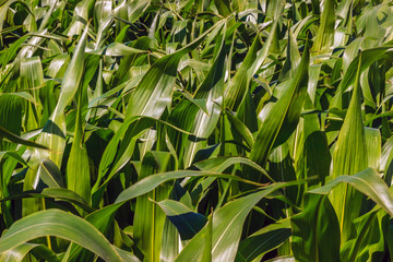 Green corn field in summer day.