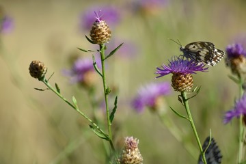 Butterfly in a field